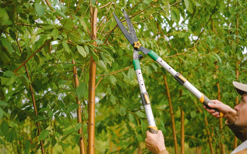 Tree trimming in Ophir, CO